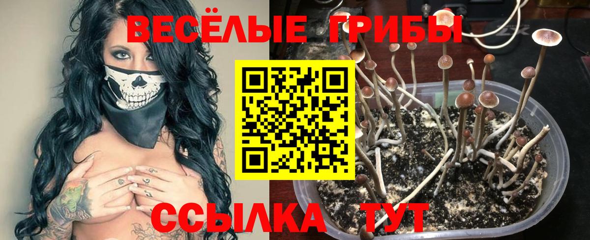Кстово  Псилоцибиновые грибы MAGIC MUSHROOMS  Вход с VPN 